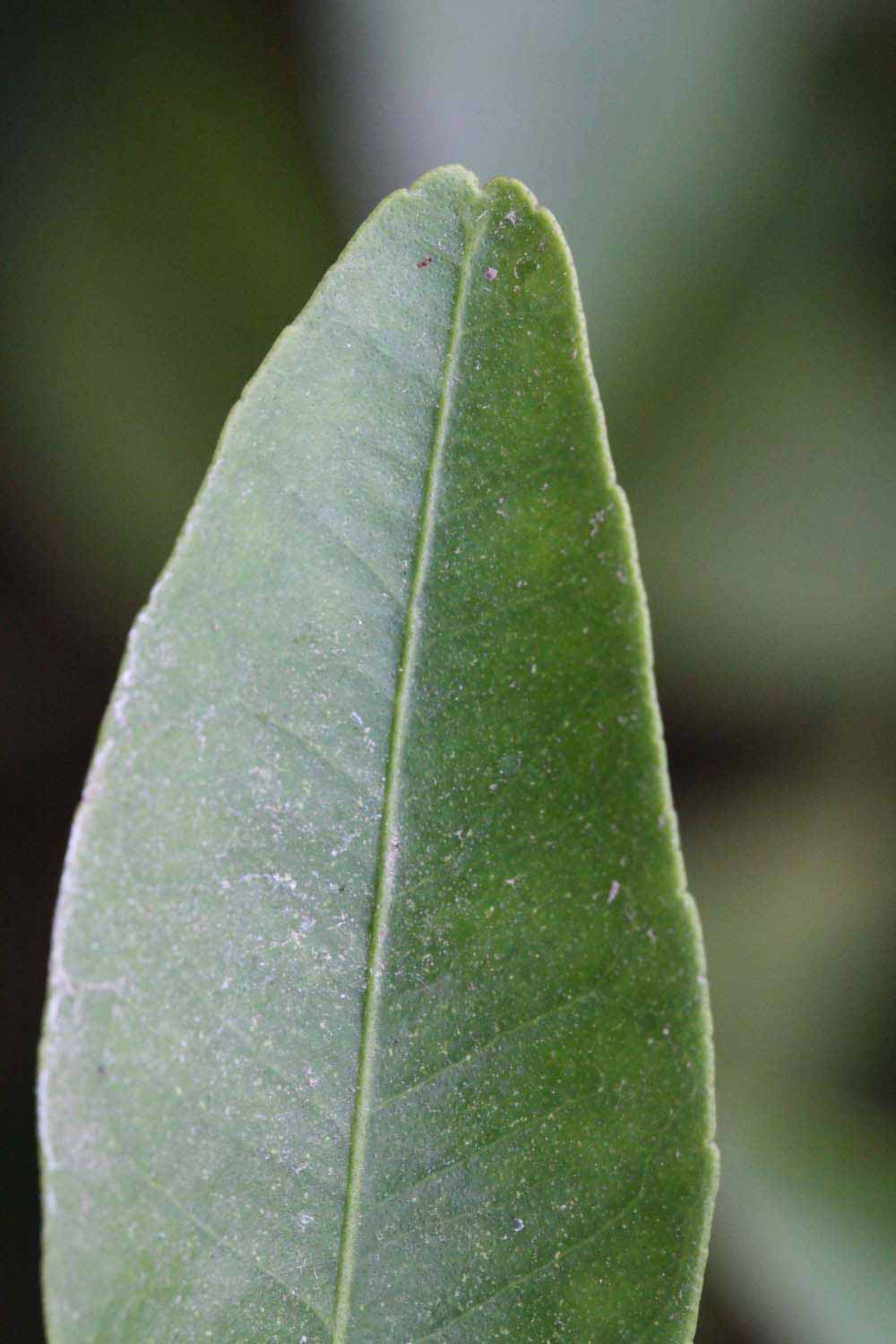              Margin (Riverside, CA)       